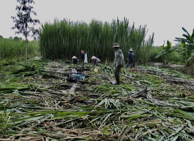 Nong dan thu hoach mia ban chuc