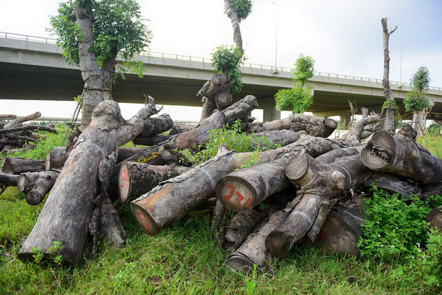 H&agrave; Nội: X&agrave; cừ chết kh&ocirc; ở điểm tập kết sau khi đ&aacute;nh chuyển