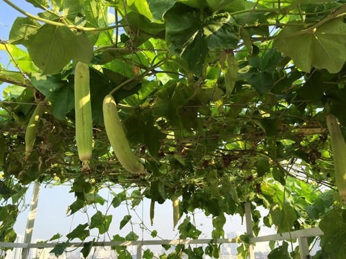 Giàn mướp sai trĩu quả