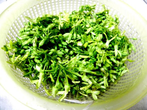 canh-hoa-thien-ly-nau-tom-04