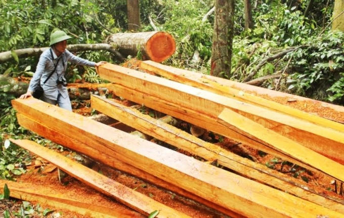 Gỗ lậu ngang nhiên được tập kết trên đường vào rừng.