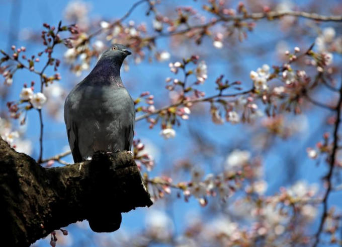 Một con chim ngồi giữa "rừng"  hoa anh đào đang nở trong công viên ở Tokyo