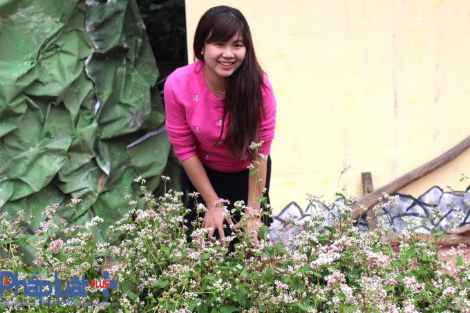 Ngỡ ng&agrave;ng trước vẻ đẹp của hoa tam gi&aacute;c mạch khoe sắc giữa H&agrave; Nội