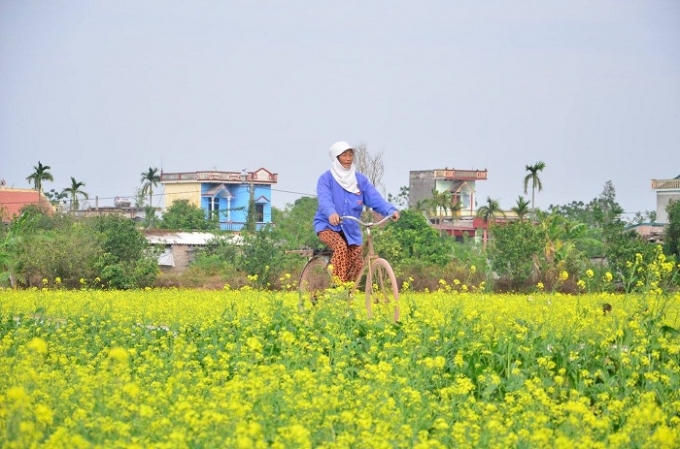 Ảnh: Nguyễn Thơi/Báo Thái Bình.