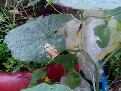 Khi c&acirc;y ra hoa v&agrave; kết tr&aacute;i, anh Ngọc tiến h&agrave;ng b&oacute;n ph&acirc;n NPK để th&uacute;c hoa v&agrave; quả.