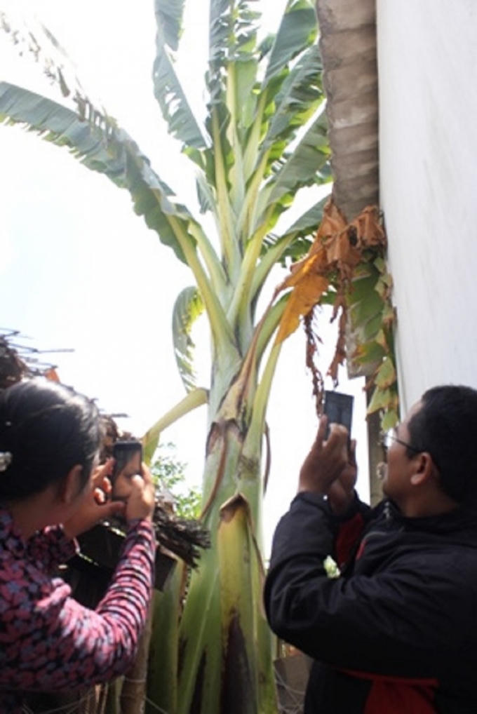Nhiều người hiếu kỳ đến xem cây chuối.
