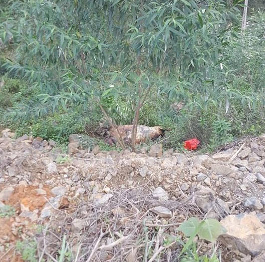 [Clip]: Nh&oacute;m gian thương bị bắt quả tang khi đang tẩu t&aacute;n lợn chết