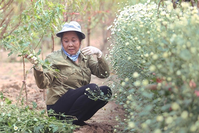 Để hoa ra đúng độ, người dân bắt đầu ươm mầm từ tháng 5 âm lịch. Đến tháng 10 âm lịch, khi tiết trời se lạnh cũng là lúc hoa bung nở.