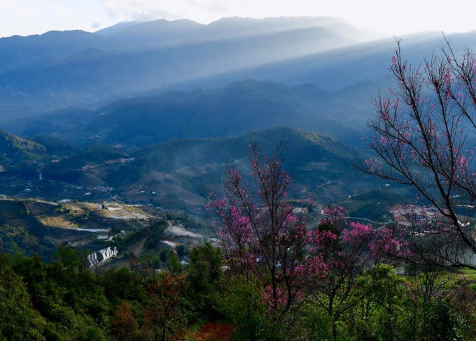 Vẻ đẹp của hoa Tớ Dày được ví như vẻ đẹp của thanh xuân, của tuổi trẻ của những chàng trai, cô gái người Mông.