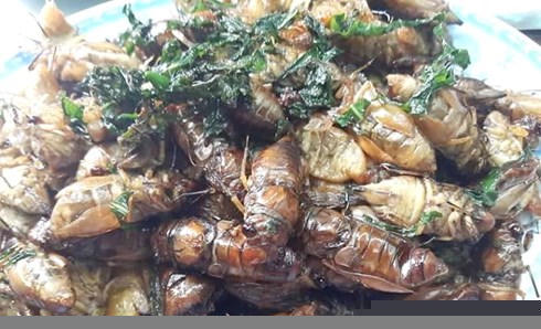 Sốc phản vệ nặng do ăn ve sầu