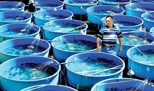 Với sự giúp đỡ của các chuyên gia Nga và nỗ lực của các kỹ sư thủy sản giàu kinh nghiệm, trại ươm giống của Tập đoàn tại đập tràn hồ Tuyền Lâm (TP Ðà Lạt, Lâm Ðồng) đã ấp nở và làm giống cá tầm thành công. Ðây là yếu tố then chốt để Tập đoàn Cá tầm Việt Nam “đánh bật” cá tầm nhập lậu của Trung Quốc tại miền Nam và bắt đầu đánh lấn ra miền Bắc.