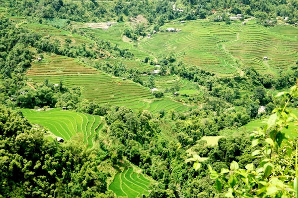 Một màu xanh ngát của lúa phủ ngập các sườn đồi xa ngút tầm mắt.