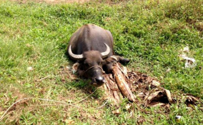 Một con trâu của gia đình anh H. bị kẻ xấu cắt đứt gân chân.