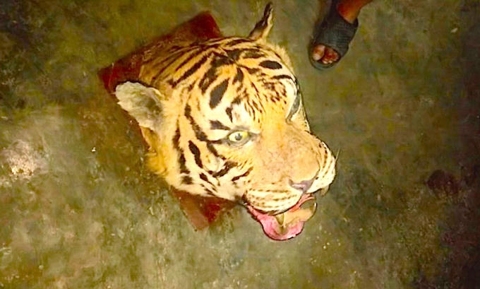 Chiếc đầu hổ được đưa ra từ tử đông lạnh.