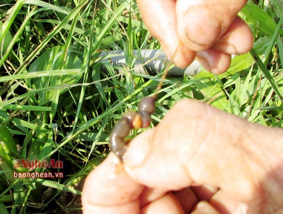 Đặc tính của lươn là tìm mồi bằng khứu giác và thích ăn những loại mồi có mùi tanh. Vì vậy người dân chỉ cần bắt gium đất móc vào lưỡi để nhử lươn cắn câu.