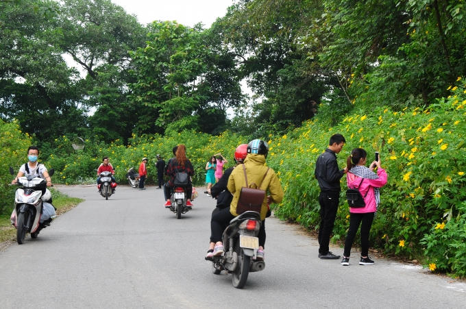 Ngoài ra, dọc hai bên đường đoạn từ cổng vào lên tới khu vực Ba Vì Resort cũng rất nhiều hoa nở.