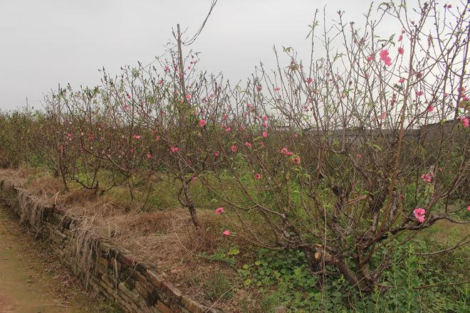 Mỗi dịp tết đến xuân về, làng Nhật Tân là nơi cung cấp đào chủ yếu cho người dân Thủ đô