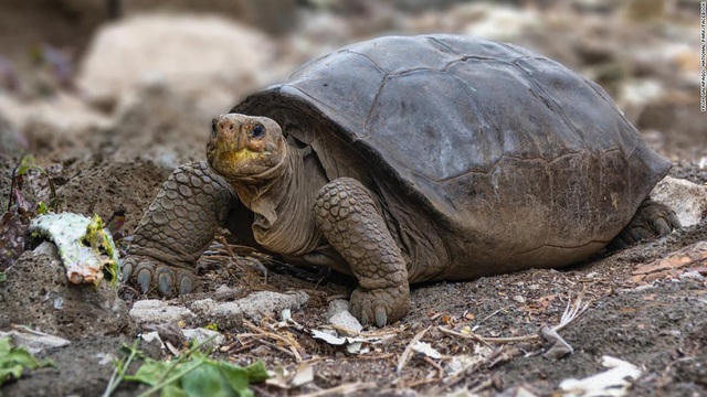 Ecuador phát hiện rùa khổng lồ tưởng đã tuyệt chủng.