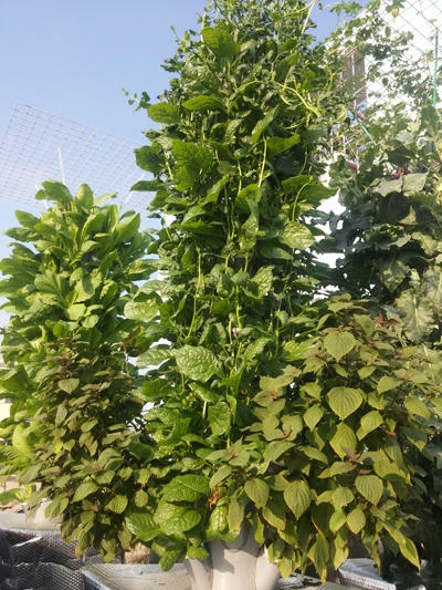 Sân thượng nhà anh Sơn rộng 21 m2 nhưng diện tích vườn chỉ chiếm 10 m2. Mỗi m2 có thể đặt được một trụ rau, mỗi trụ cao 1,9m và có 56 hốc để trồng.