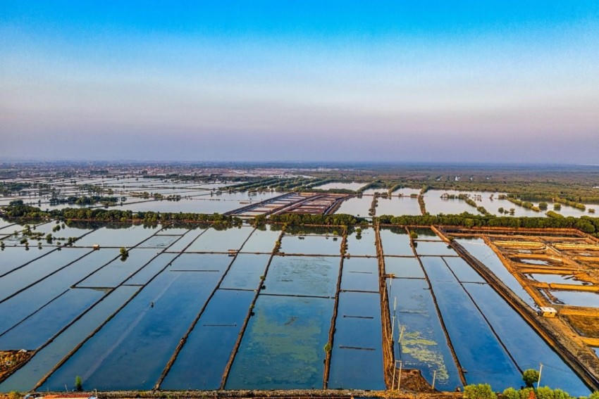 Trước thềm năm mới - nghĩ cùng ngành thủy sản.