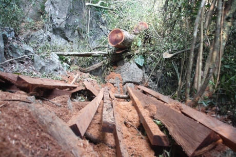 Gỗ nghiến bị lâm tặc băm xẻ trong rừng đặc dụng Phong Quang. (Ảnh: H.V/Vietnam+)