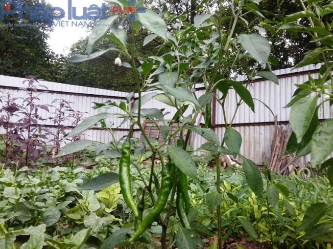 Các ô đất nhỏ này nằm trong ô đất quy hoạch của Khu đô thị Pháp Vân - Tứ Hiệp, nhưng chậm triển khai. Thấy phí đất hoang hóa nên người dân đã tự quây lại và trồng rau nhằm cải thiện bữa ăn.
