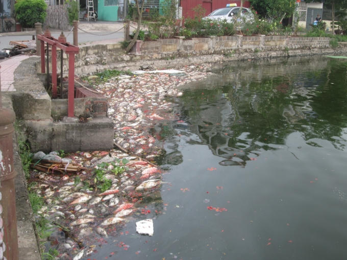 Cá chết hàng loạt, dạt về một góc hồ.