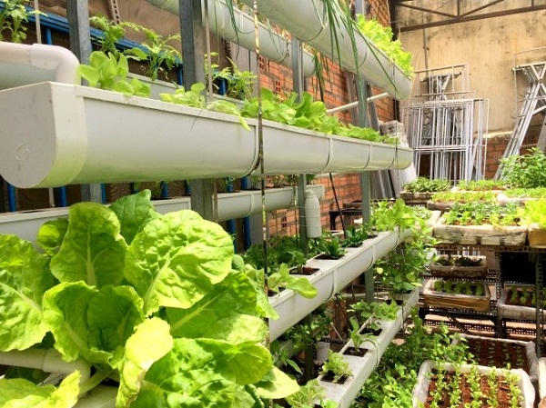 Cần lưu ý kỹ về vị trí thích hợp, hướng nắng, điện, bố trí hệ thống ống nước, hạt giống và được hướng dẫn cách pha dung dịch dinh dưỡng đúng tỷ lệ an toàn - Ảnh: Lê Phan