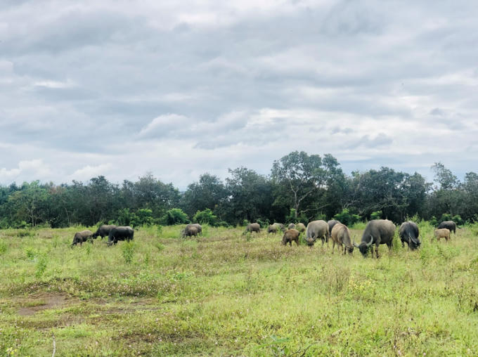 Hiện trạng đất để trống cho cỏ mọc giữa rừng cao su.