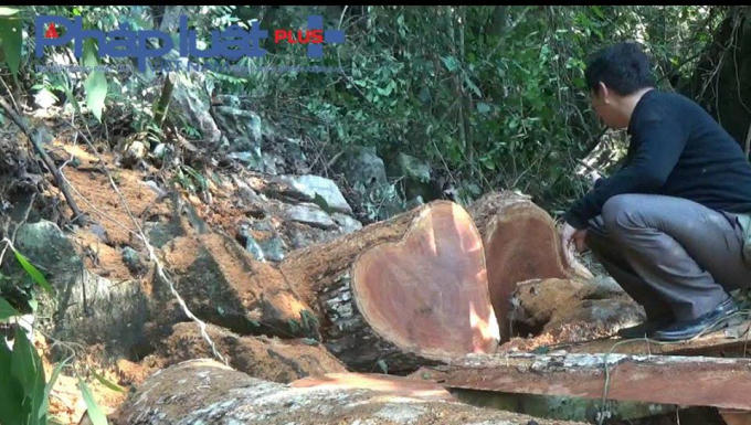 Rừng gỗ nghiến bị xâm hại nghiêm trọng tại thôn Bản Biến xã Phúc Sơn, Chiêm Hóa, Tuyên Quang (Ảnh: Tiến Vũ)