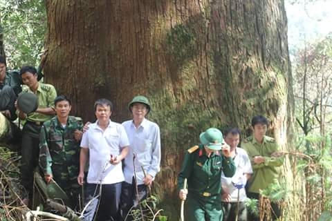 Trong quần thể cây sa mu dầu được công nhận là cây di sản Việt Nam có những cây đường kính lên đến 3,7m, cao 50 – 60 m.