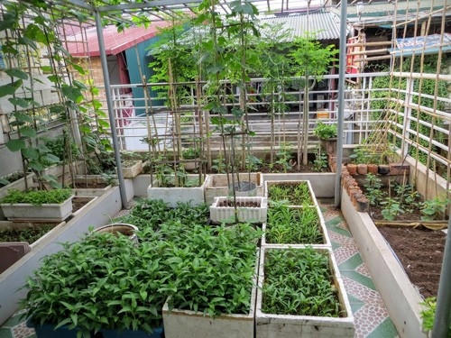 Bác là Bùi Tiến Huynh được nuôi dưỡng, lớn lên và hưởng quãng đời học sinh phổ thông ở một làng quê Thái Bình nên công việc nhà nông vốn không hề xa lạ