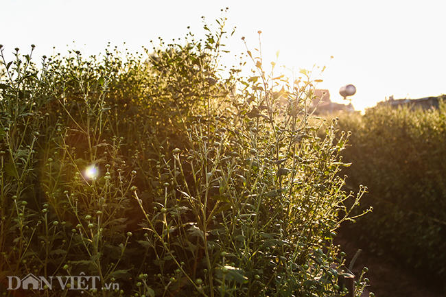 Họa mi e ấp dưới nắng chiều.