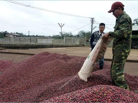 9 tháng 2017, giá xuất khẩu bình quân mặt hàng cà phê ước đạt 2.286 USD/tấn, tăng 27,4% so với cùng kỳ năm 2016, mang về lượng ngoại tệ 2,55 tỷ USD.