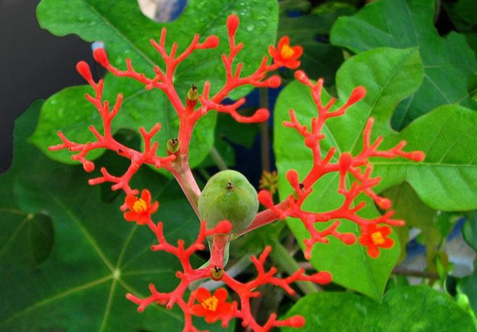 Cây ngô đồng.