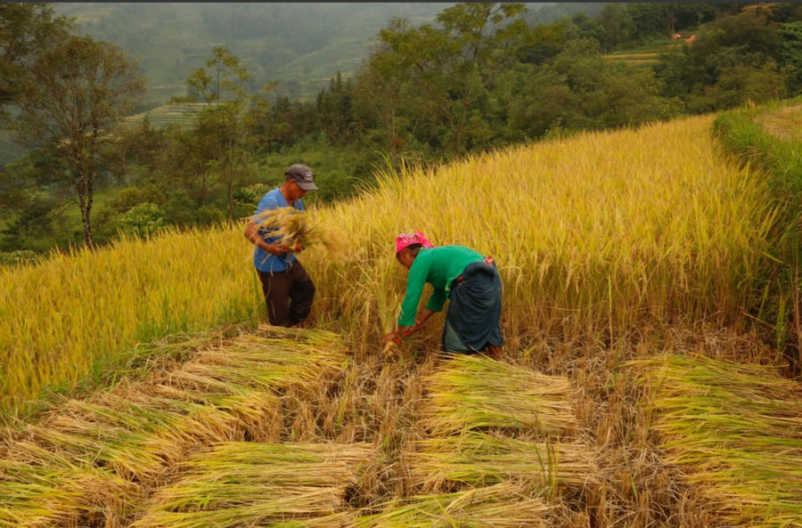 Phát triển nông nghiệp sinh thái gắn với quản lý tài nguyên, đảm bảo an ninh lương thực quốc gia vững chắc. Ảnh: VGP/Đỗ Hương