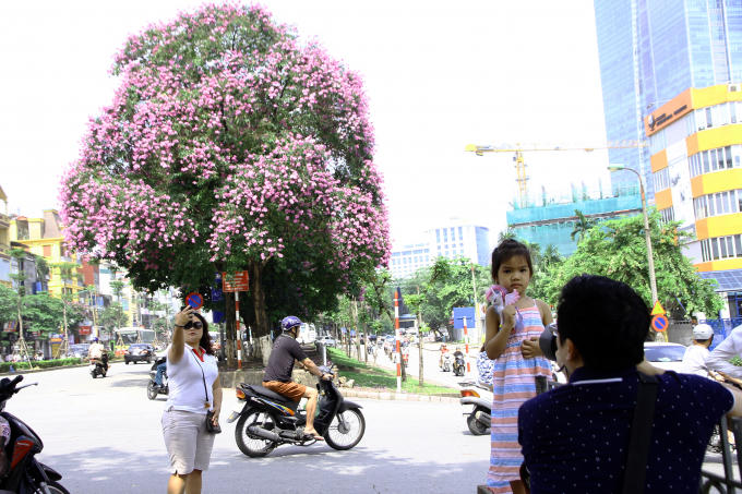 Nhiều người thích thú chụp ảnh một cây hoa trên đường Kim Mã.