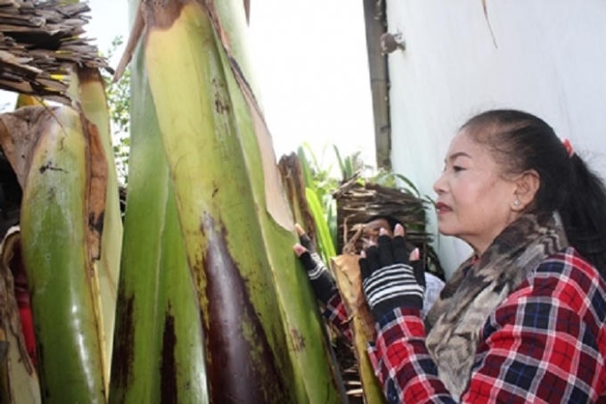 Tr&agrave; Vinh: L&agrave;ng qu&ecirc; n&aacute;o động v&igrave; lời đồn c&acirc;y chuối