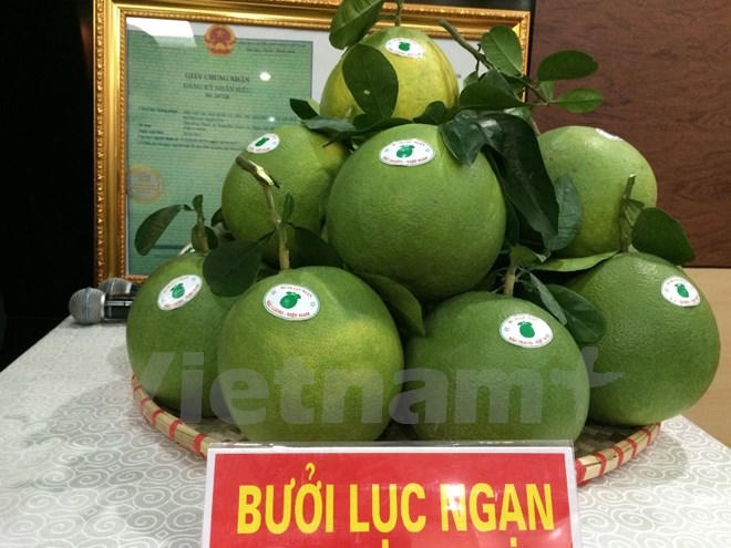 Bưởi da xanh là một trong những sản phẩm chất lượng tại Lục Ngạn. Ảnh: Thanh Tâm/Vietnam+
