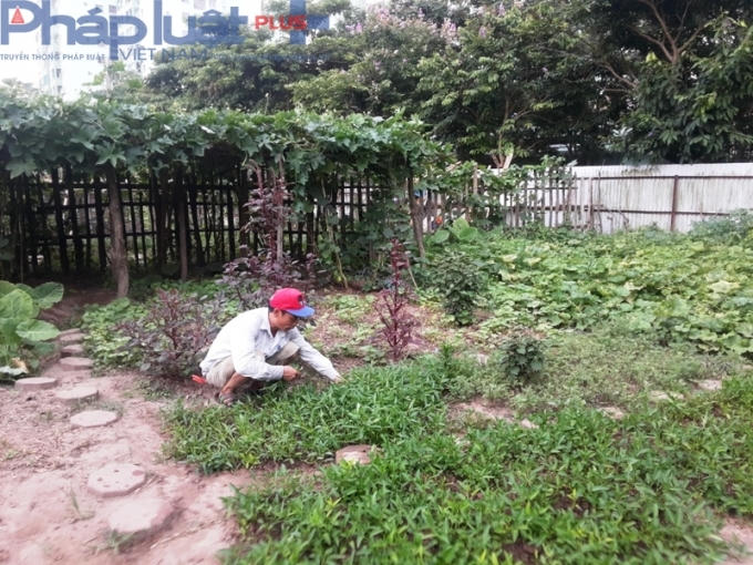 Trong khu vườn nhỏ này, rất nhiều loại rau được trồng, từ rau muống, rau đay, bí xanh cho tới bí đỏ...