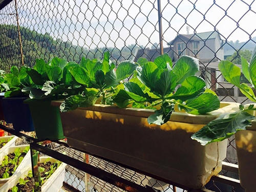 Bắp cải lại giống cây ưa sáng, được đặt ở nơi có nhiều ánh nắng