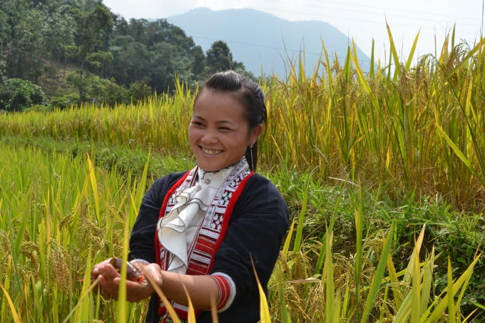 Chùm ảnh: Hoàng Su Phì vào mùa cá chép ruộng