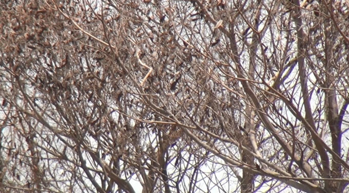 Cây chết trên đường Nguyễn Văn Hưởng