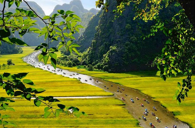 Sắc vàng lúa chín ở Tam Cốc - Bích Động. Ảnh: Internet.
