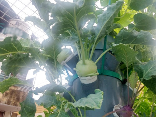 Ngỡ ng&agrave;ng vườn rau sạch đẹp như c&acirc;y cảnh