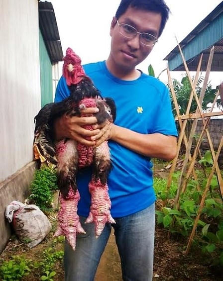 Một vị khách tìm đến trang trại chị Hoa mua gà.