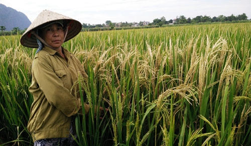Bà Lê Thị Ninh bên ruộng lúa đang thời kỳ trổ bông của gia đình bỗng bị bạc trắng sau một đêm.