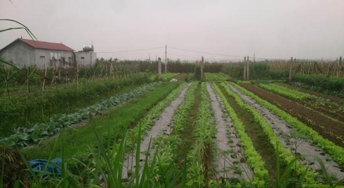 Trên cánh đồng rau lớn không thấy bất cứ bao bì, vỏ thuốc trừ sâu