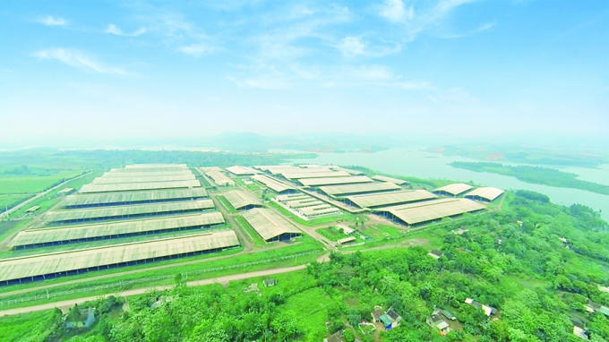 Toàn cảnh Trang trại bò sữa TH.