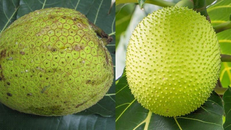  Quả sa-kê trên đất châu Phi. 